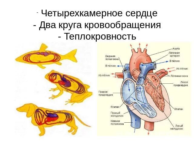 Четырёхкамерное сердце и два круга кровообращения. Четырехкамерное сердце млекопитающих. Четырёхкамерное сердце характерно для. Двухкамерное четырехкамерное сердце. Четырехкамерное сердце наличие диафрагмы кожные покровы