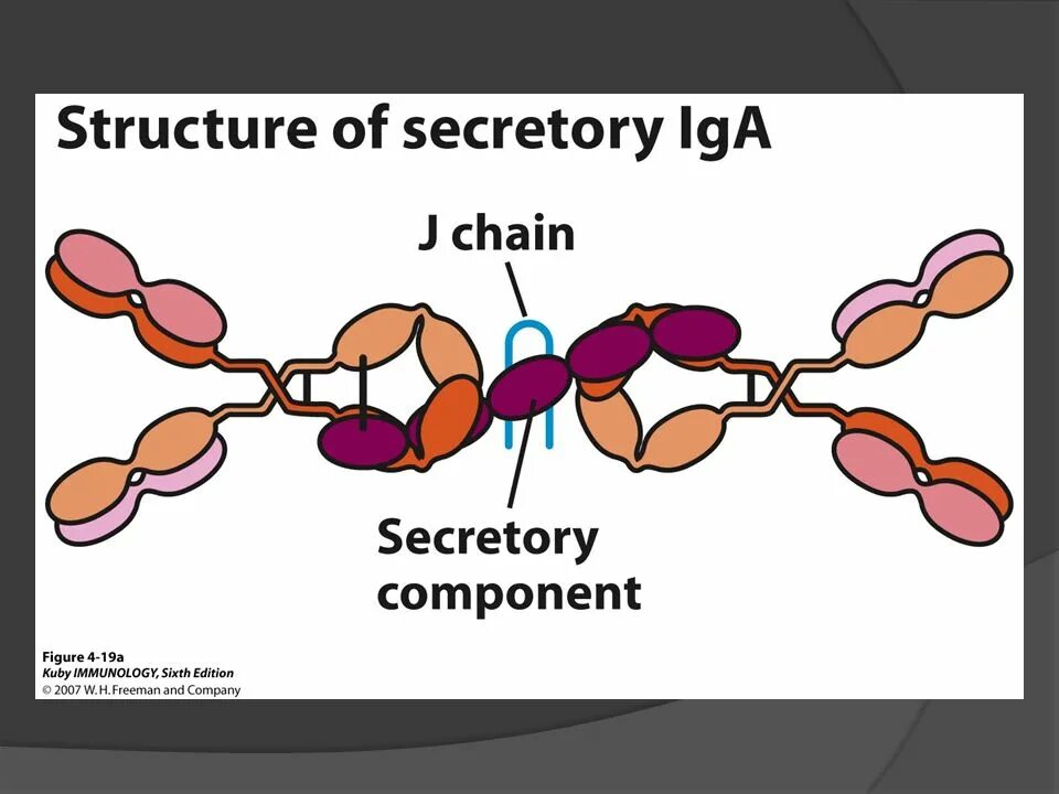 Структура иммуноглобулина iga. Секреторный иммуноглобулин а. Структура секреторного иммуноглобулина а. Секреторный иммуноглобулин а строение. Иммуноглобулин слизистых оболочек