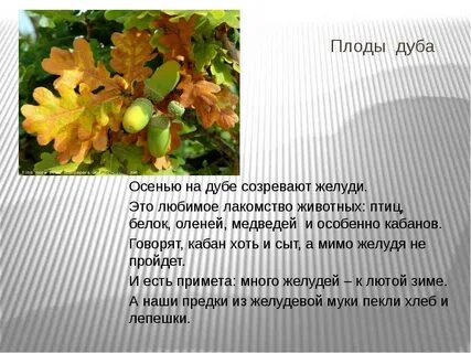 Предложения о дубе