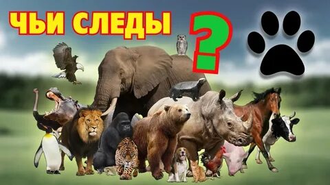 Угадай 4 животных