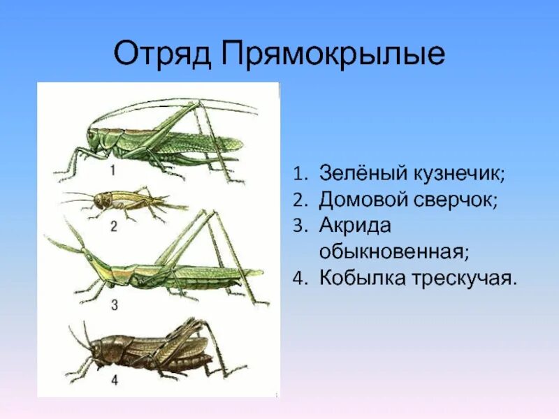 Характеристики отряда насекомых прямокрылые. Кузнечик Акрида. Отряд Прямокрылые Кузнечики. Отряды насекомых Прямокрылые. Кузнечик Акрида обыкновенная.