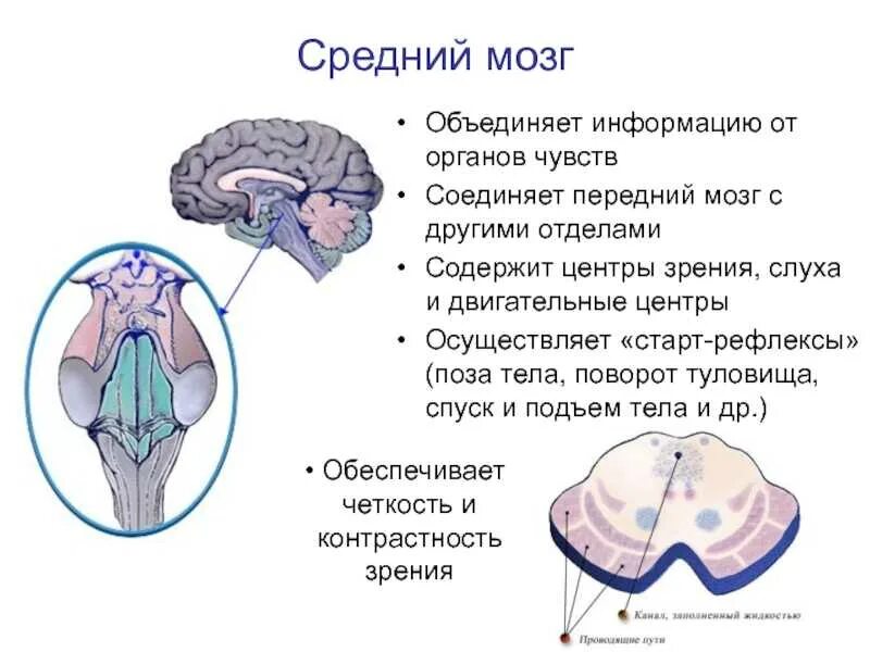 Центры рефлексов переднего мозга