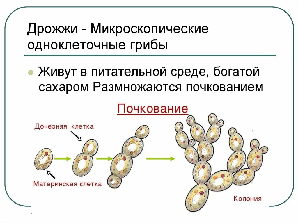 Размножение дрожжей спорами. Микроскопические одноклеточные грибы, размножающиеся почкованием,. Размножение дрожжей почкованием схема. Классификация грибов дрожжевые. Дрожжевые грибы биология.