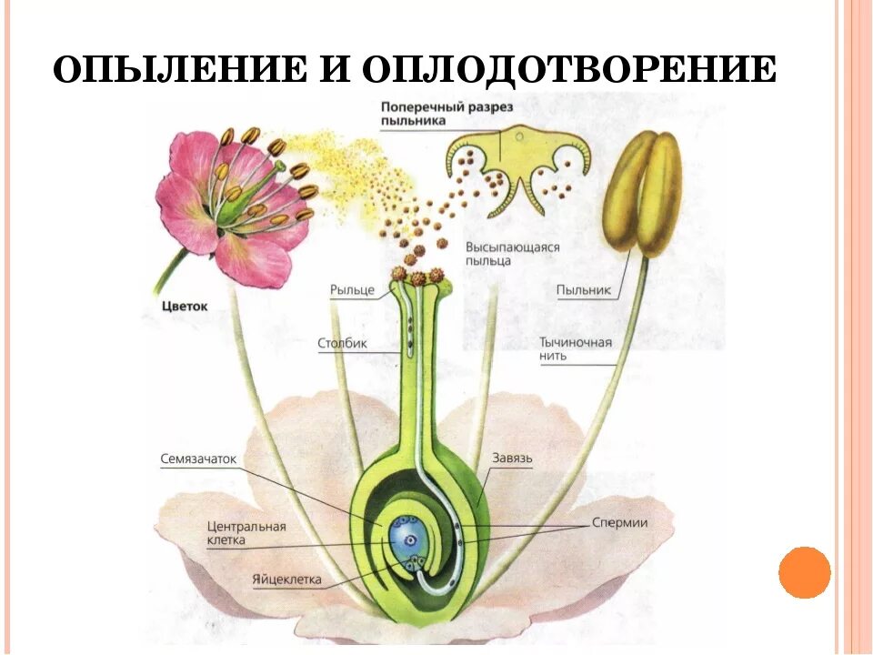 Жизненный цикл покрытосеменных растений схема. Биология 6 класс половое размножение растений схема. Семенное и вегетативное размножение растений. Размножение покрытосеменных растений схема. Бесполое размножение цветковых.