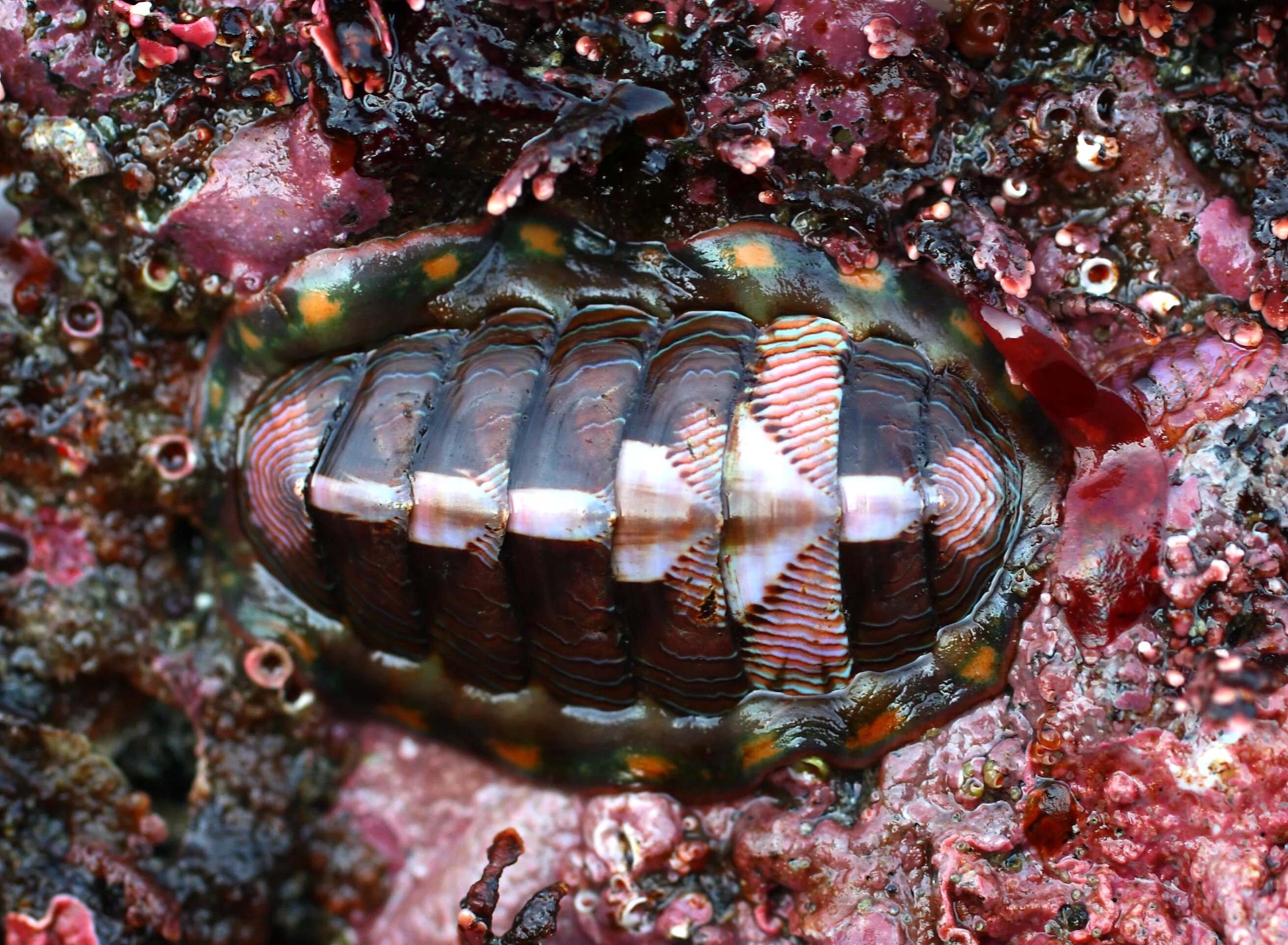 Chiton