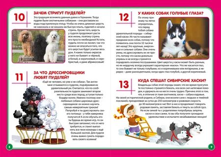Корм для пуделя