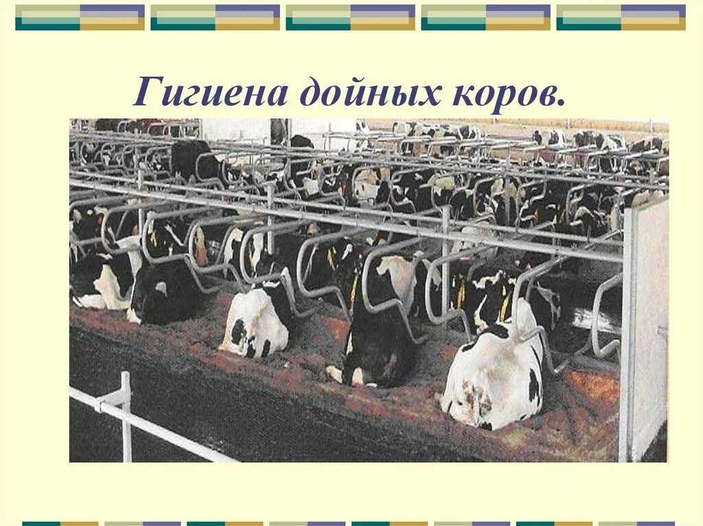 Гигиена содержания животных. Гигиена молочных коров. гигиена телят. гигиена содержания крс.