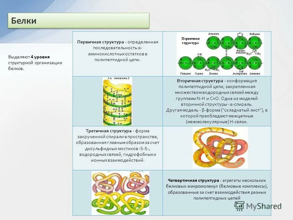 строение белка уровни организации белковой молекулы. уровни белковой структуры. строение белков 4 структуры белка. 4 уровня структурной организации белков. уровни белковой структуры.