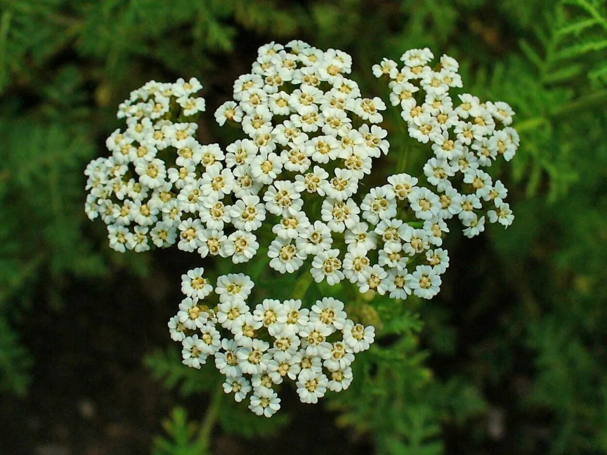 Тысячелетники. Тысячелистник обыкновенный (achillea millefolium). Тысячелистник ахиллея. Тысячелистник сербский, achillea serbiса. Тысячелетники.
