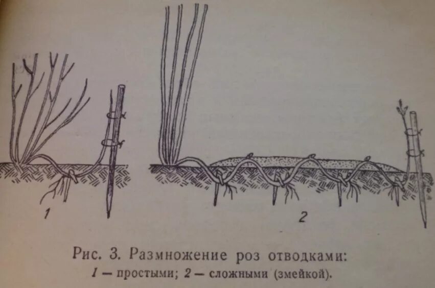 Можно ли размножить розы. Размножение плетистой розы отводками. Черенкование плетистой розы летом. Черенкование плетистой розы весной. Размножение плетистой розы весной отводками.