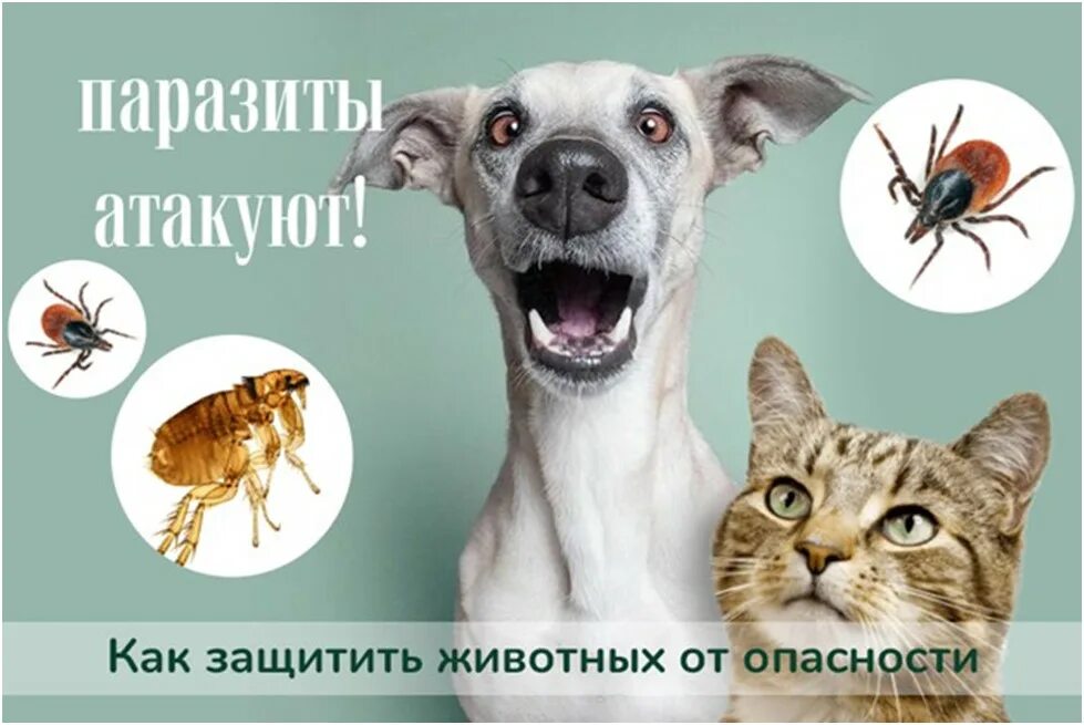Чем опасны клещи для животных. Защита животных от клещей. защити от клещей питомцев. защита от паразитов животных. обработка животных от клещей.