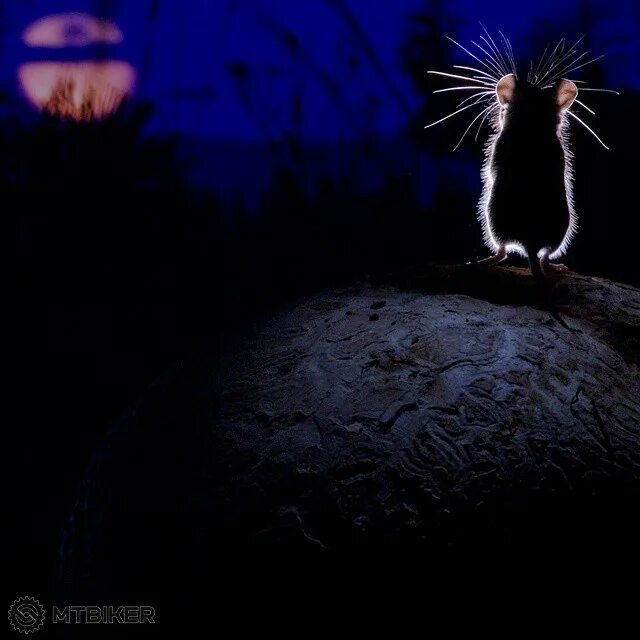 Ночью скребется мышь. Мышка ночью. ночь мышонок. лунная мышь. мышь на луне.