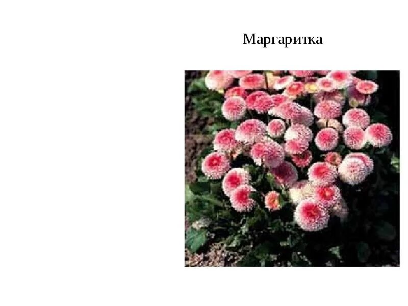 Маргаритка сложноцветные. Маргаритка сложноцветные. Маргаритка описание. Маргаритка помпонная. Маргаритка помпонная.