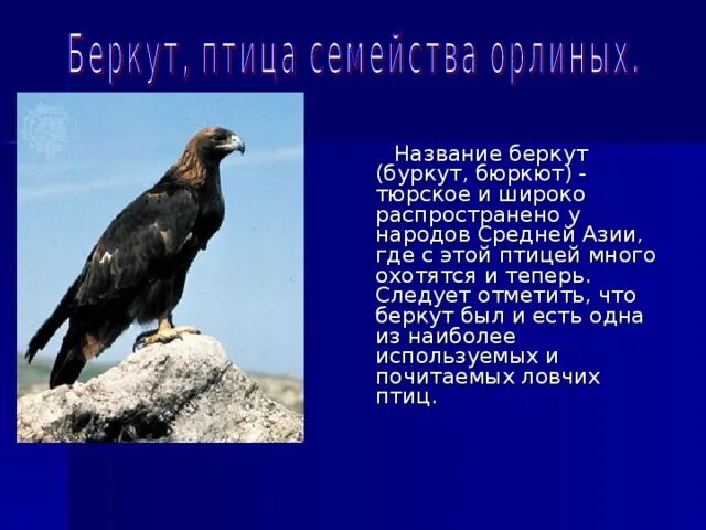 Беркут сообщение 2 класс. Беркут птица описание для детей. Орёл беркут доклад. Беркут описание. Орёл беркут доклад.