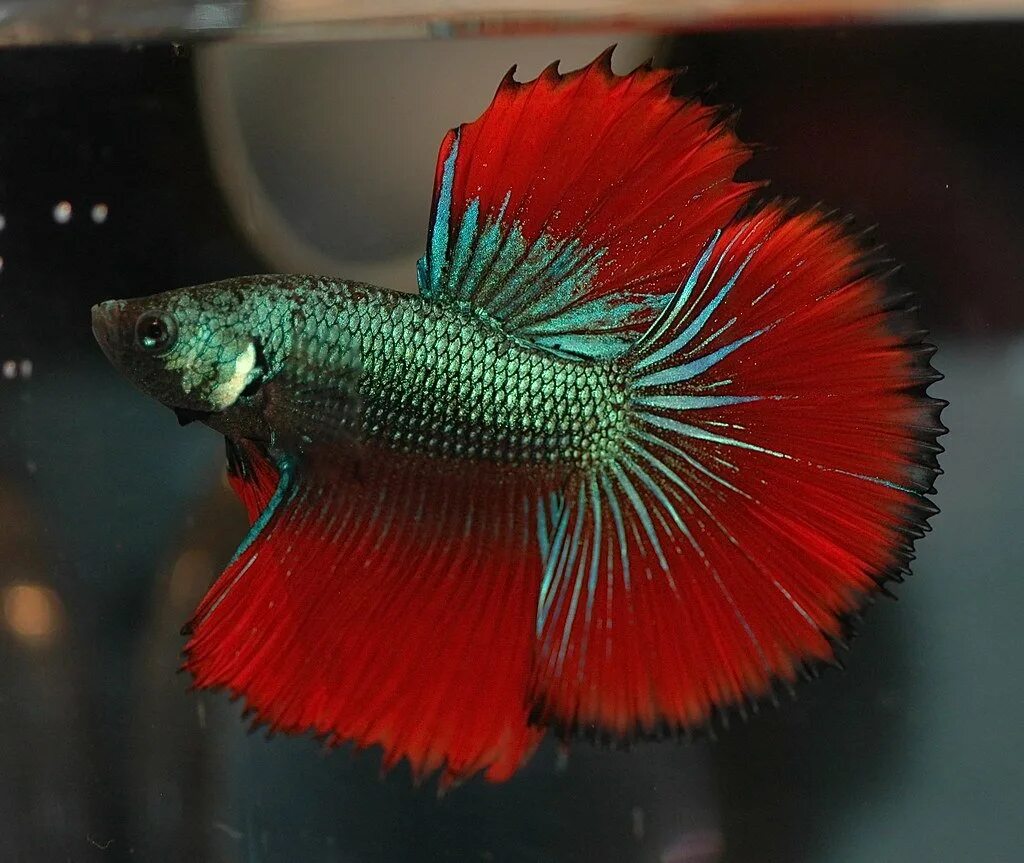 Петушок виды. Петух халф мун аквариумная рыбка. Рыбка петушок вуалевый. Петушок виды. Петушок коронохвостый красный.