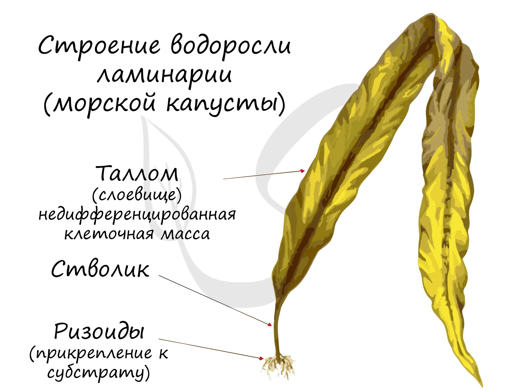 Строение таллома ламинарии. Строение водоросли ламинарии. Бурые водоросли ламинария строение. Строение таллома бурых водорослей. Ризоид бурых водорослей