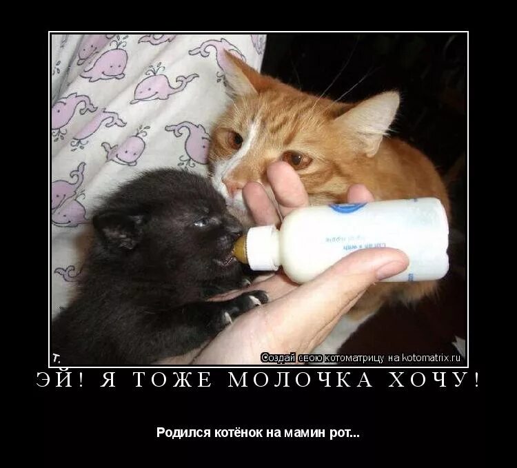 хочу молоко. лукас хочешь молочка. кот фантик. хочу рыбку хочу управлять миром. хочу молока.