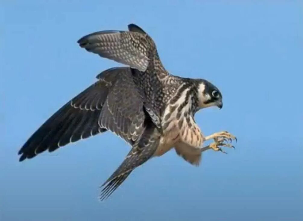 Сокол-чеглок. Чеглок птица. Чеглок (Falco Subbuteo). Птица-хищник чеглок.