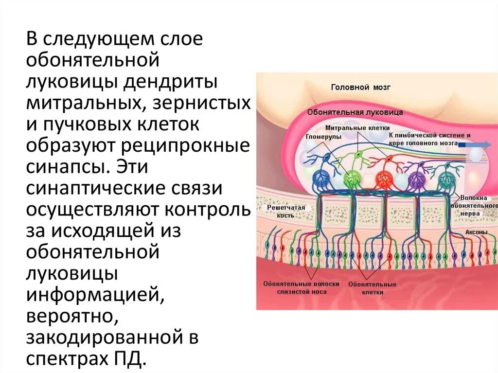 Обонятельный анализатор Рецептор нерв. Митральные клетки обонятельной луковицы. Пучковые клетки обонятельной луковицы. Строение обонятельной луковицы. Обонятельные рецепторные клетки