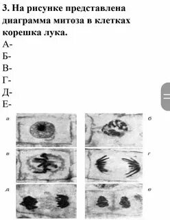 Лабораторная работа наблюдение митоза в клетках кончика