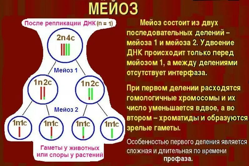 Мейоз. Процесс мейоза. После первого деления мейоза. Образование половых клеток мейоз.