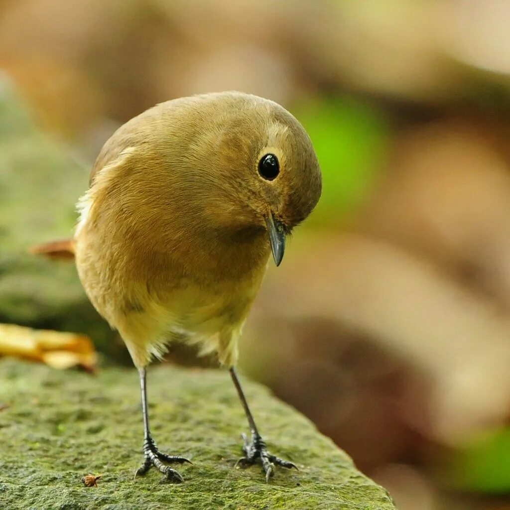 Stone birds. Птичка-невеличка. Маленькая юркая птичка. Маленькие птички. Обои с птицами.