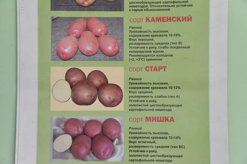 Описание сортов картофеля для урала. Сорта картофеля для урала. картофель уральские сорта. лучшие сорта картофеля для урала. ранняя картошка сорта название.