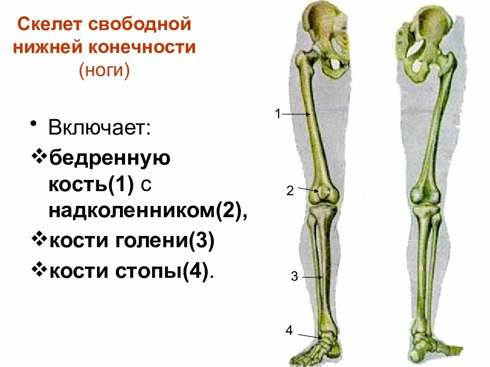 Костный скелет свободной нижней конечности. Кости нижних конечностей человека анатомия. Кости скелета свободной нижней конечности человека. Строение нижней конечности.