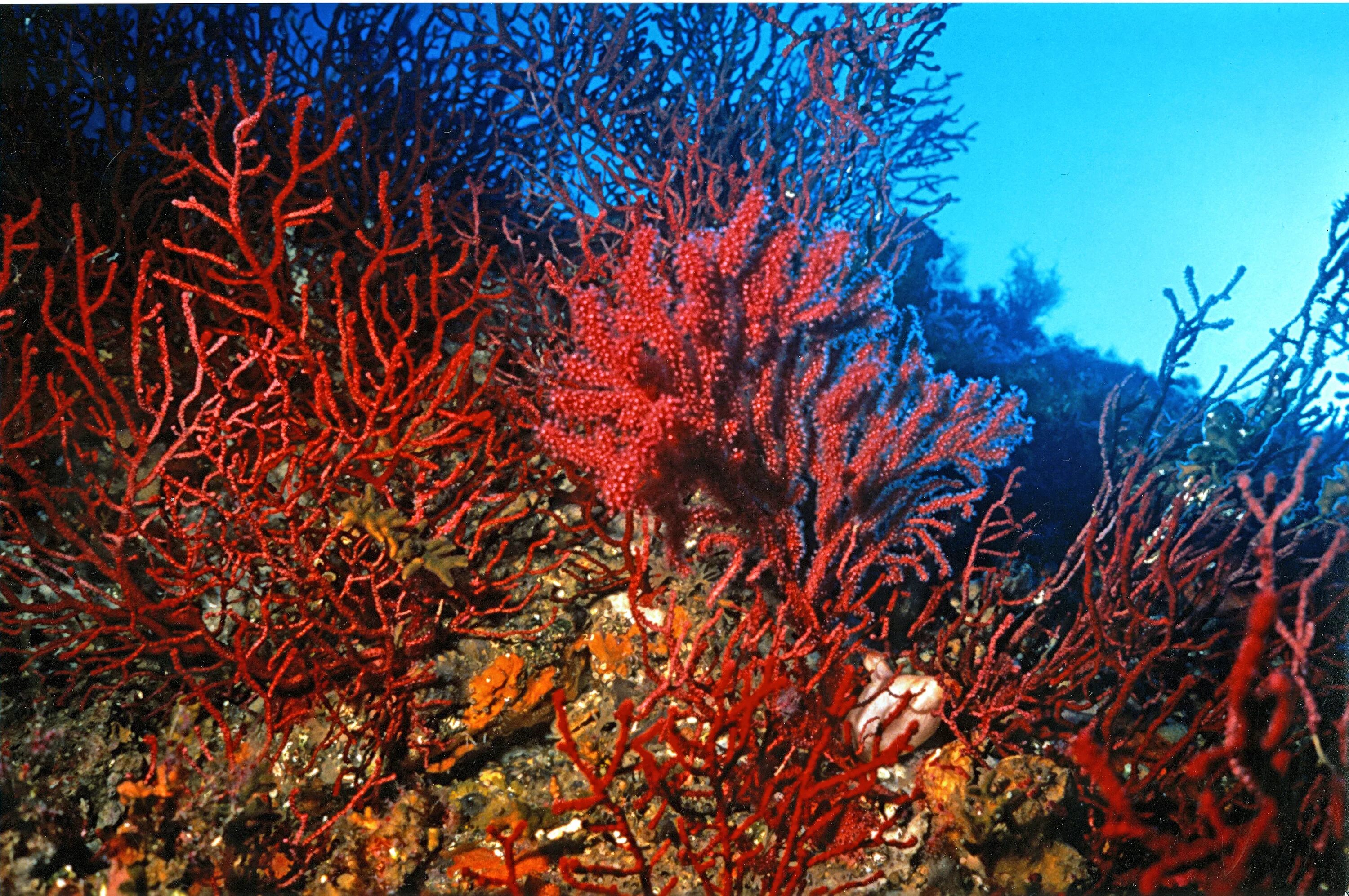 Кораллиновые водоросли. Литотамнион водоросли. Красный коралл Кишечнополостные. Красные водоросли Ордовик.