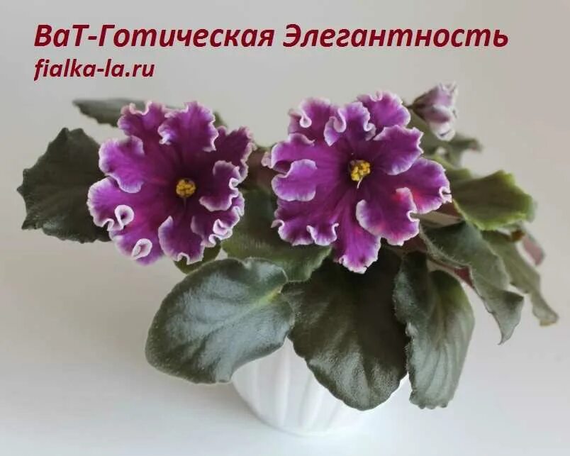 Ват готическая элегантность. Ват готическая элегантность. Фиалка ват готическая элегантность. Фиалка элегантность. Фиалка элегантность.