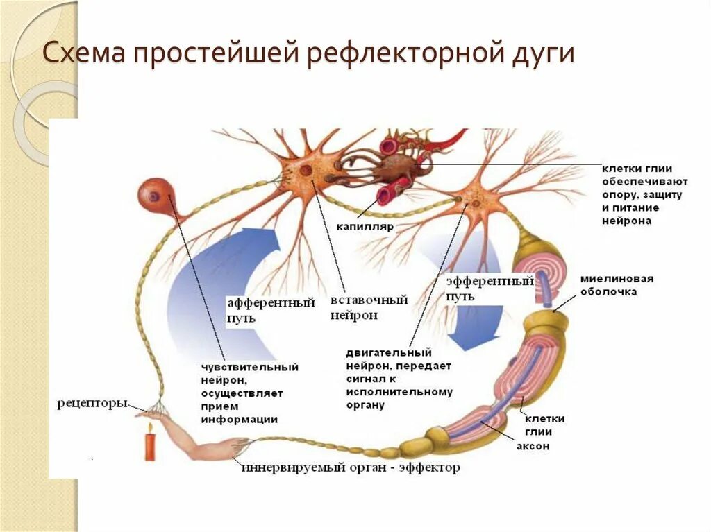 Двигательный вегетативный нейрон. Строение трехнейронной рефлекторной дуги. Звенья рефлекторной дуги 8 класс биология. Рефлекторная дуга схема последовательность. Рефлекторная дуга 5 отделов.