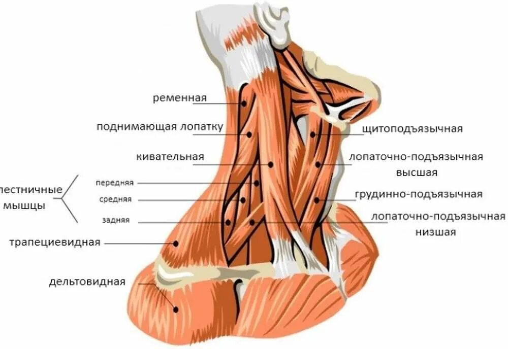 Мышцы шейно-воротниковой зоны анатомия. Передние лестничные мышцы шеи анатомия. Шейно-воротниковая зона мышцы анатомия. Мышцы шеи и воротниковой зоны анатомия.