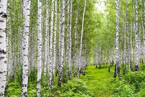 Березовая роща скидки