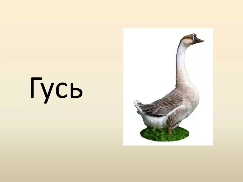 Согласные звуки в слове гуси. Буква г Гусь. Буква г похожа на гуся. Буква г в форме гуся. На что похожа буква г.