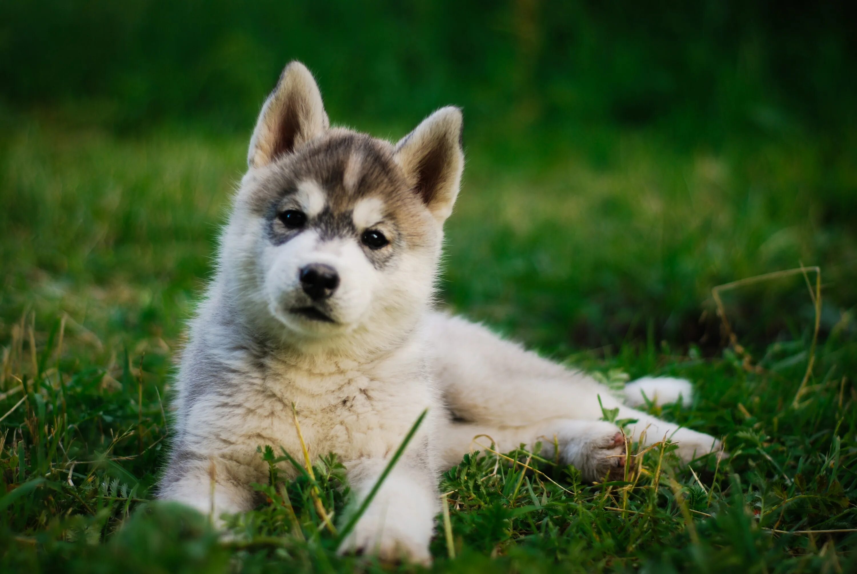 Сибирский хаски. Собака аляскинский маламут. 5 месяца. Хаски с человеком. Лайка малыш.