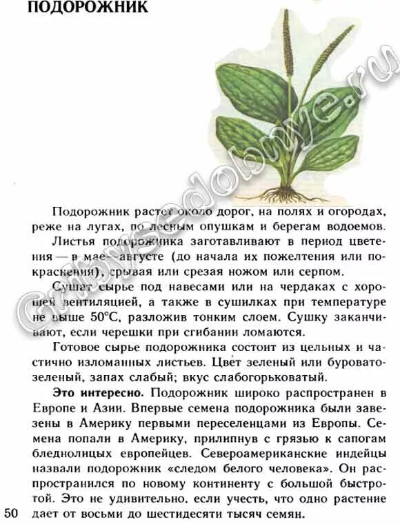 Почему подорожник так назван. Подорожник описание.