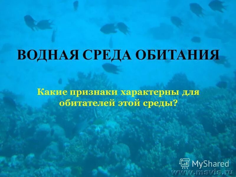 Фукус среда обитания водная. Водная среда обитания. Ламинария среда обитания.