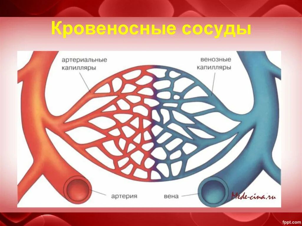 Капиллярная система человека схема. Рисунок артерии вены и капилляры. Кровеносная система сосуды капилляры. Капеляр