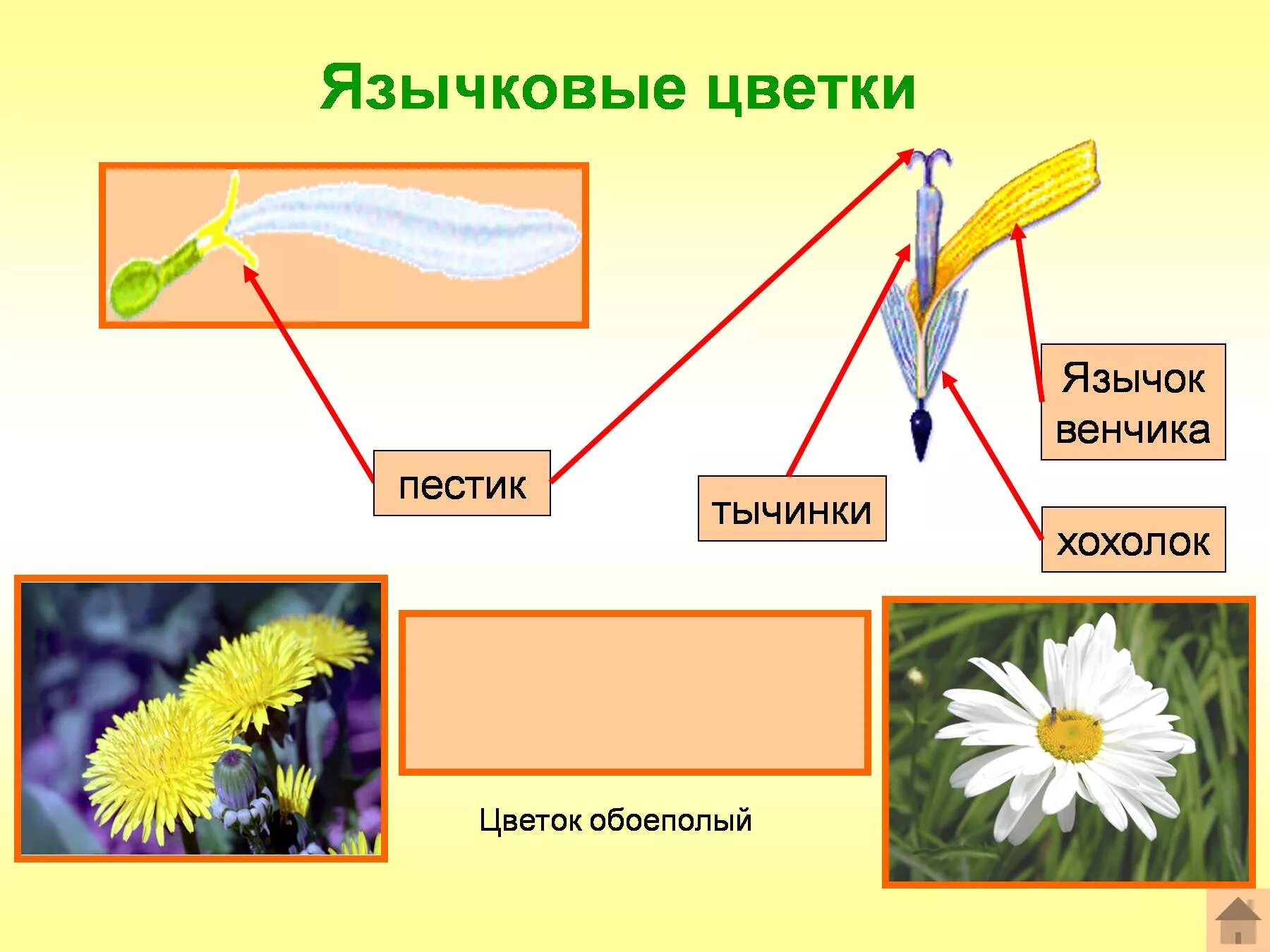 Трубчатый тип цветка. Семейство Сложноцветные язычковые. Типы цветков трубчатые язычковые. Язычковые цветки сложноцветных. Язычковые и трубчатые цветки сложноцветных.