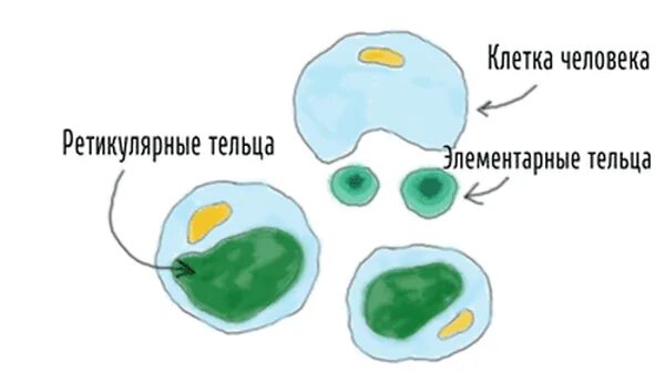 Хламидии формы. Элементарные и ретикулярные тельца хламидий. Хламидии ретикулярные тельца. Элементарные тельца хламидий. Хламидии элементарные и ретикулярные.