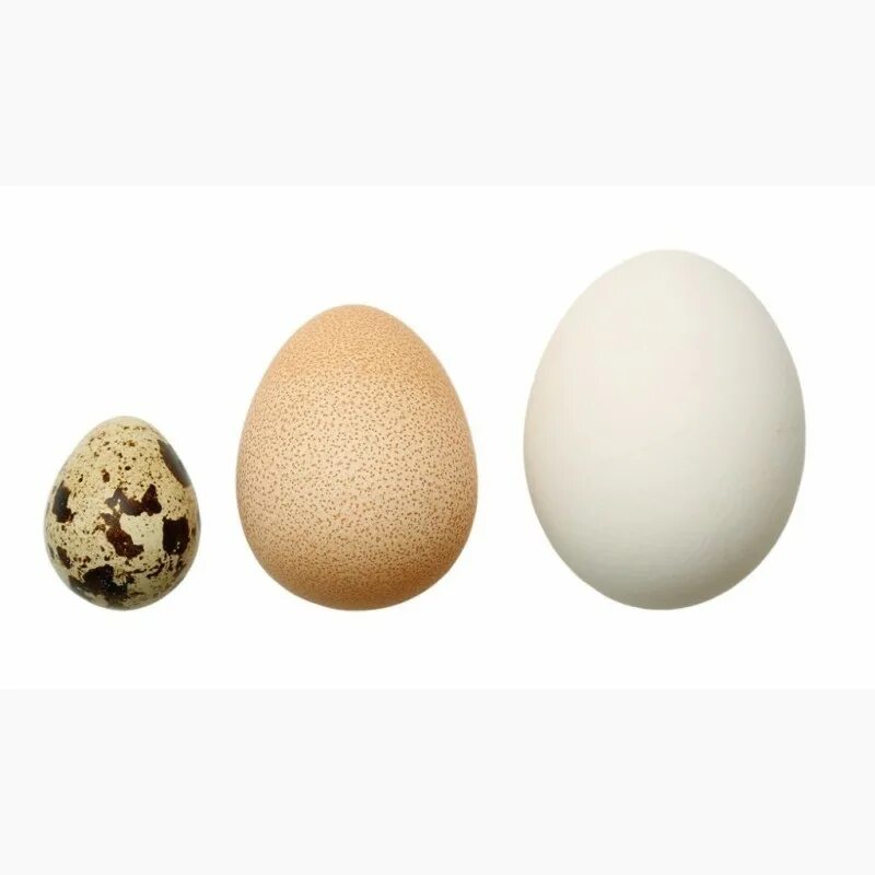 Инкубационное яйцо купить с доставкой по россии. Инкубационное яйцо цесарки. Яйца цесарки. Инкубация яиц цесарки. Яйцо бройлерной цесарки инкубация.