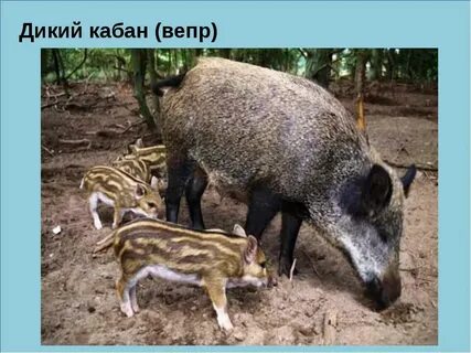 Особенности кабанов