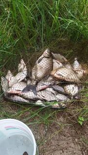 Отчеты о самарской рыбалке