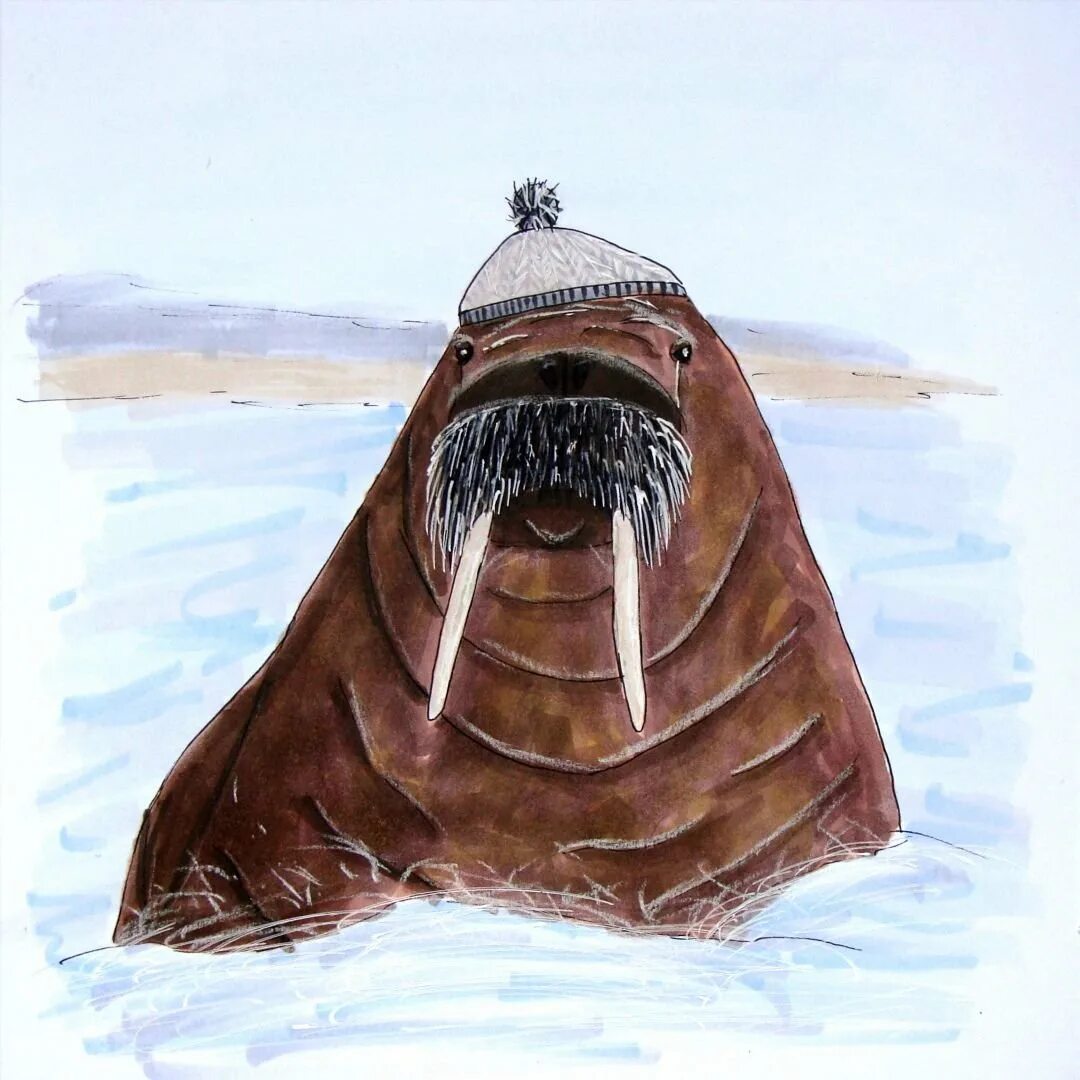 Изображение моржа