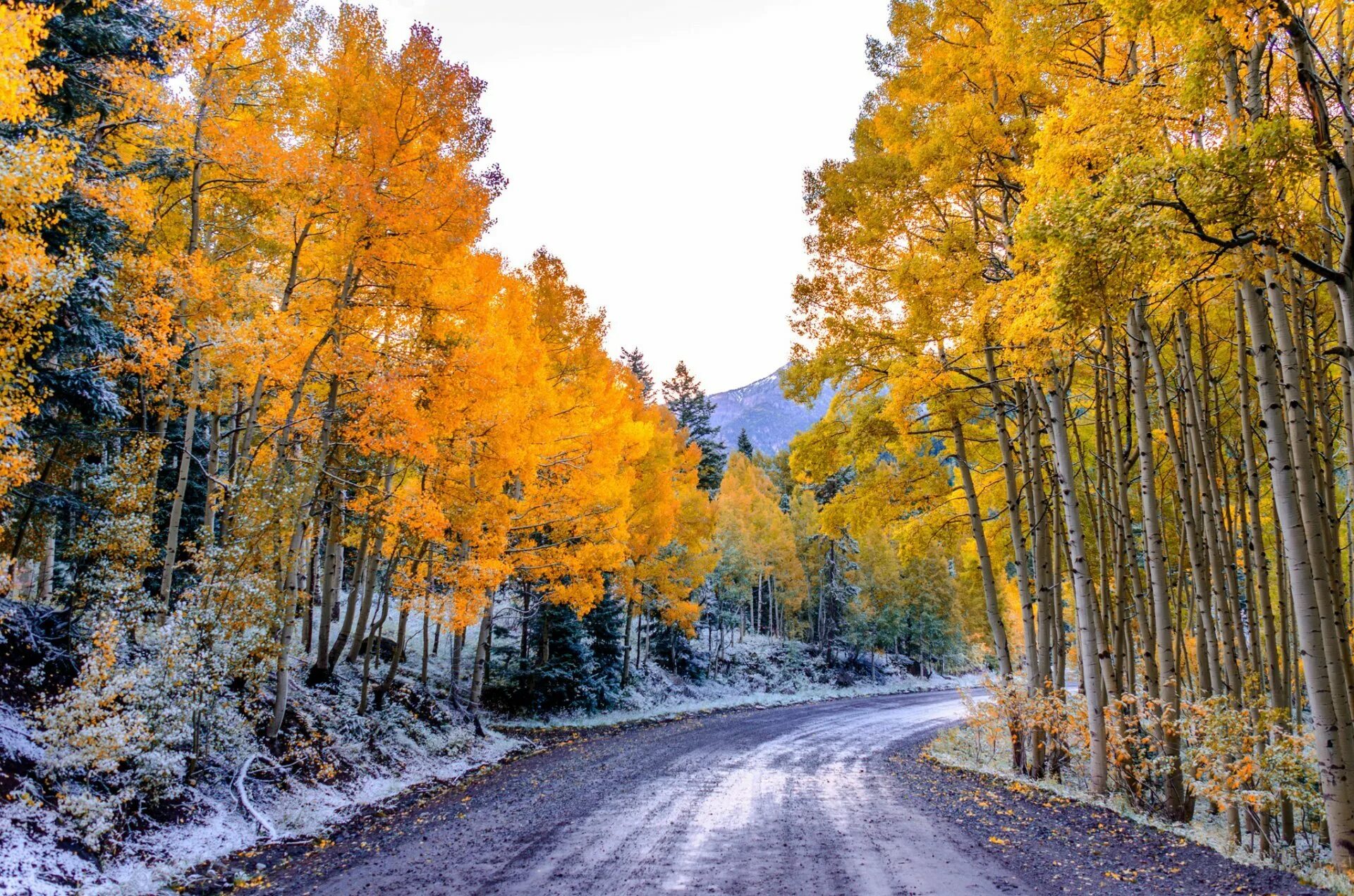 Заставка ноябрь. Аспен Колорадо осень. Лес Аспен, Колорадо. Ранняя зима. Ранняя осень.
