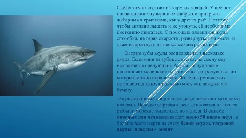У каких рыб нет пузыря. У акулы нет плавательного пузыря. плавательный пузырь у акул. плавательный пузырь у акул отсутствует. строение акулы.