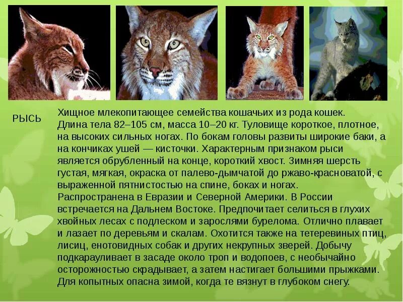 Животные красной книги хабаровского края