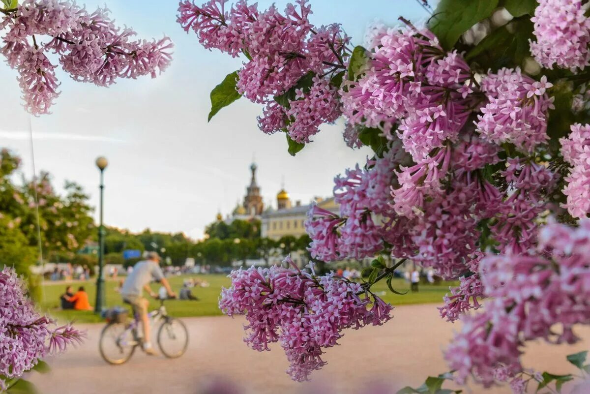 Улица сирени. Сирень в Питере. Парк Коломенское сирень. Сад сирени на ВДНХ. Московский район СПБ В сирени парк Победы.