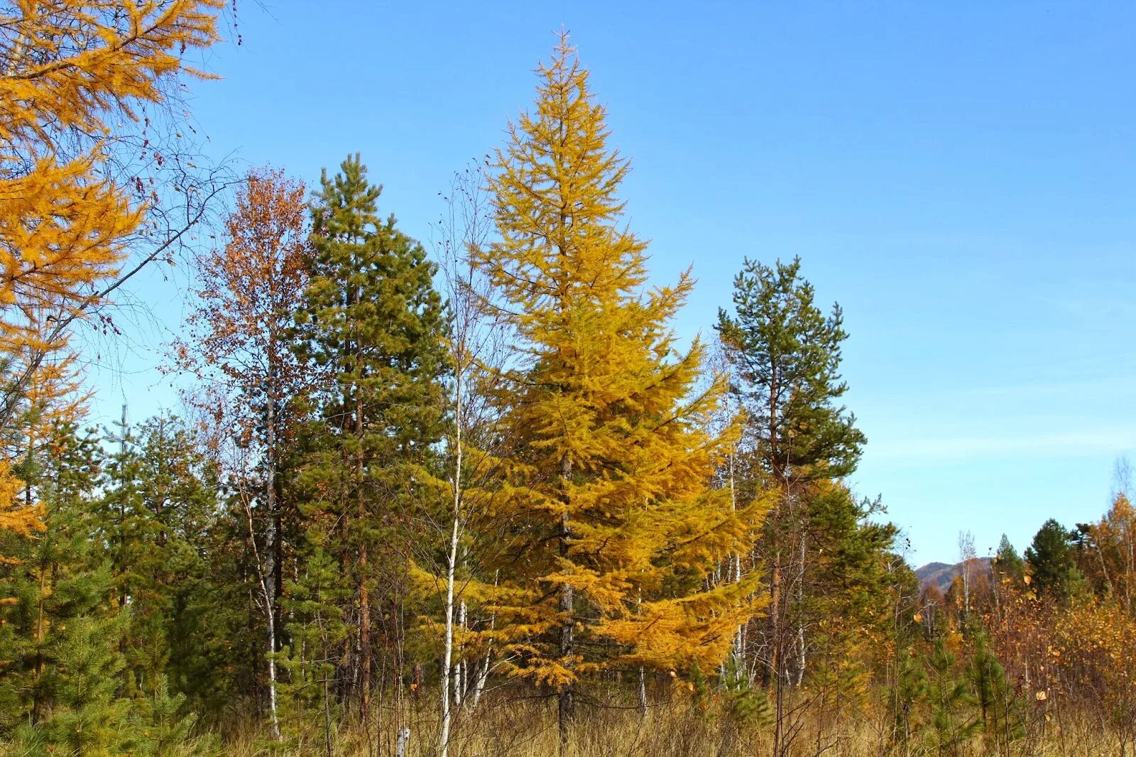 Хвойная россия. Лиственница Сибирская Larix sibirica. Лиственница Сибирская Lárix sibírica. Лиственница Сибирская (Larix sibirica Ledeb.). Лиственница Сибирская (Larix sibirica) ‘Романюк’.