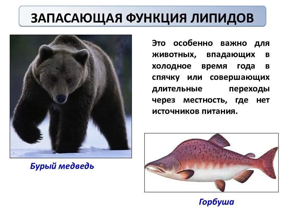 Какие животные запасают жир